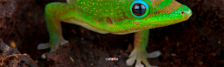 gecko-closeup-blog